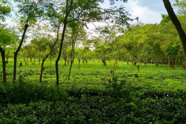 পঞ্চগড়ের চা বাগান : উত্তরবঙ্গের সমতল ভূমিতে চা পাতার সবুজ গালিচা