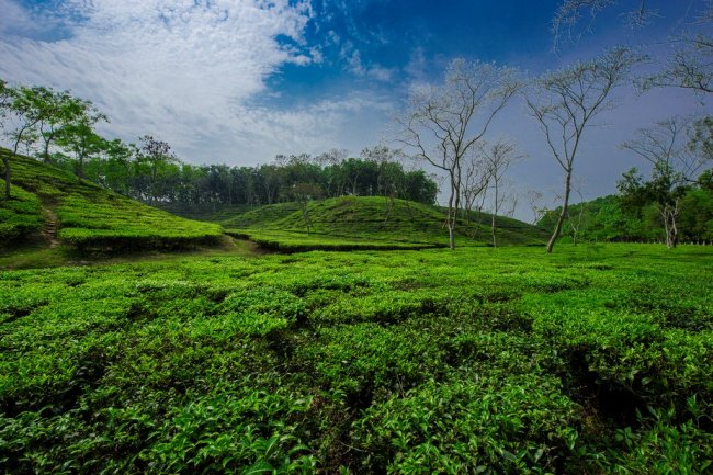 লাক্কাতুরা চা বাগানের জানা-অজানা