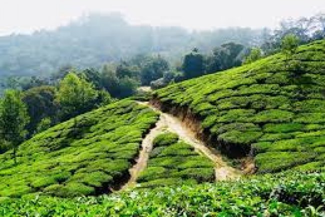মুন্নার : দক্ষিণ ভারতের ঐশ্বরিক কাশ্মীর