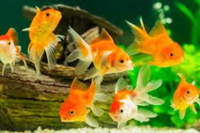 Kantaban Fish and Pet Animal Market