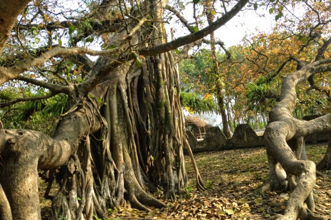 তিনশ বছর পুরনো বিপন্ন প্রজাতির লতা গাছ ‘নোয়ালতা’ : ঝিনাইদহ